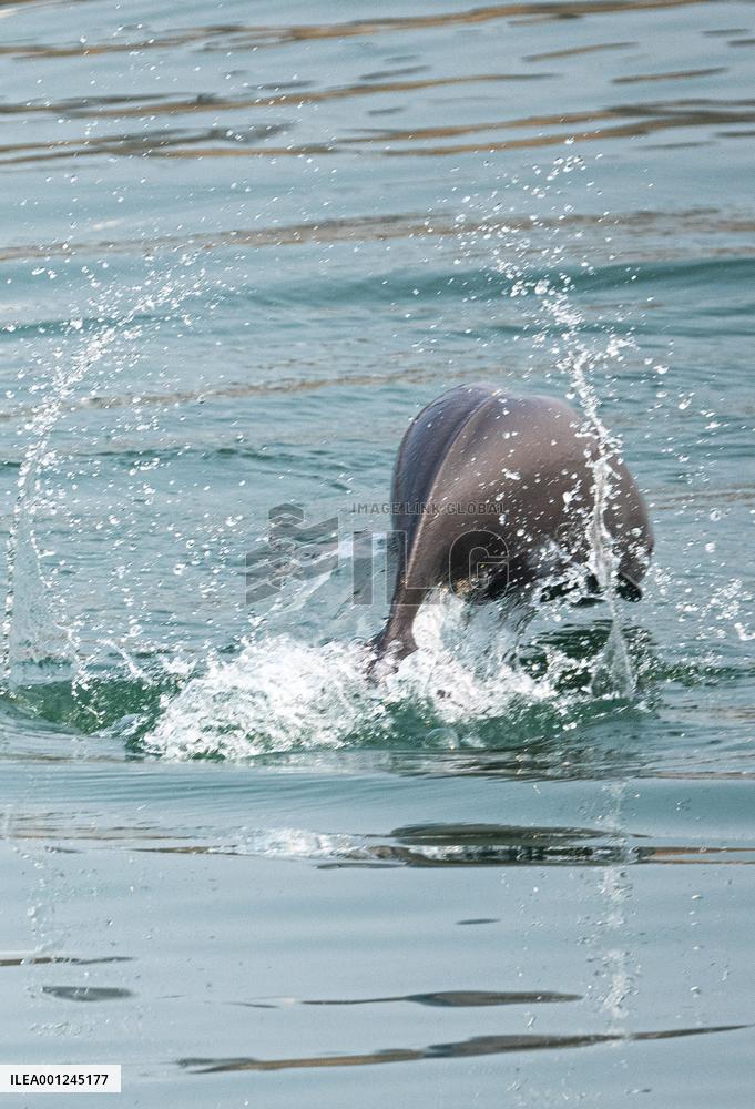 CHINA-HUBEI-YICHANG-FINLESS PORPOISE (CN)