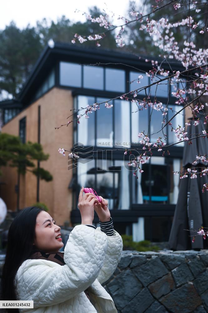 CHINA-ZHEJIANG-JIANDE-CHERRY-BLOSSOMS-RURAL ECONOMY (CN)