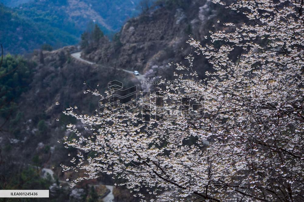 CHINA-ZHEJIANG-JIANDE-CHERRY-BLOSSOMS-RURAL ECONOMY (CN)