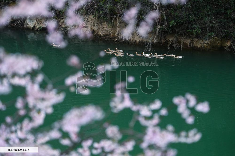 CHINA-ZHEJIANG-JIANDE-CHERRY-BLOSSOMS-RURAL ECONOMY (CN)