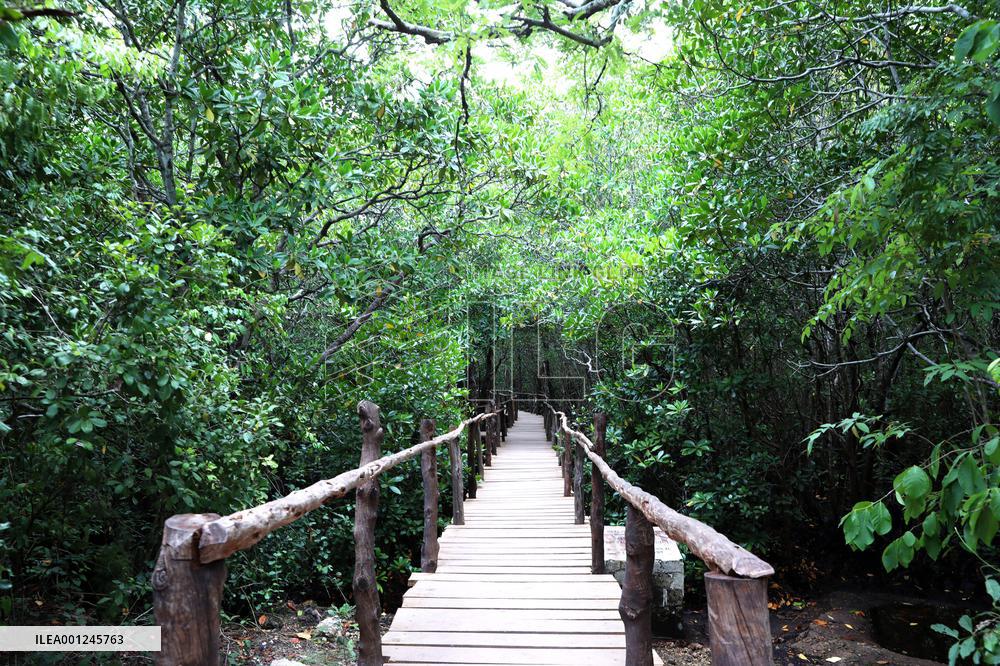 TANZANIA-ZANZIBAR-NATURE-MANGROVES