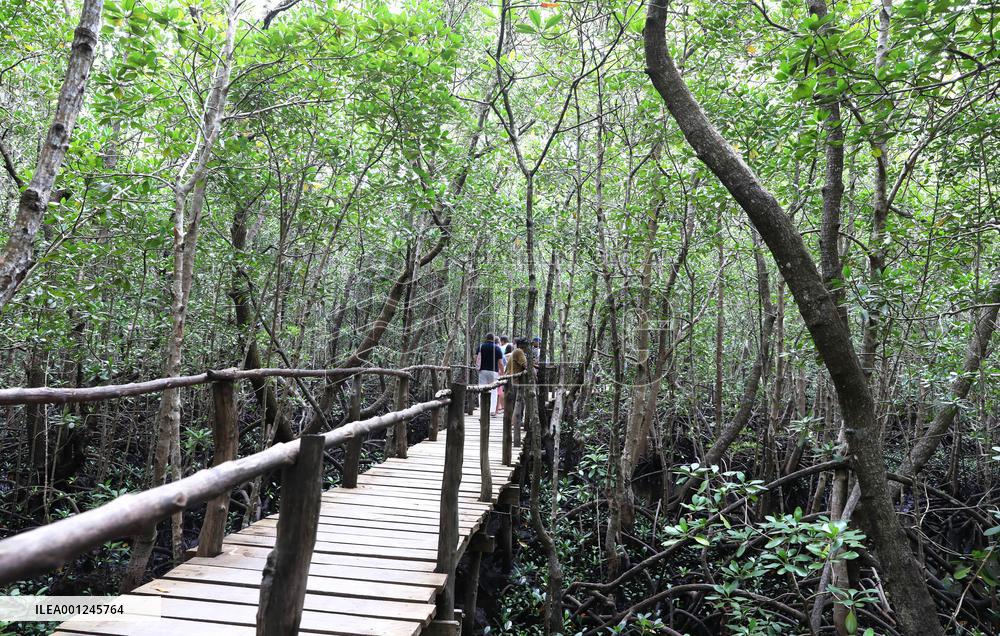 TANZANIA-ZANZIBAR-NATURE-MANGROVES