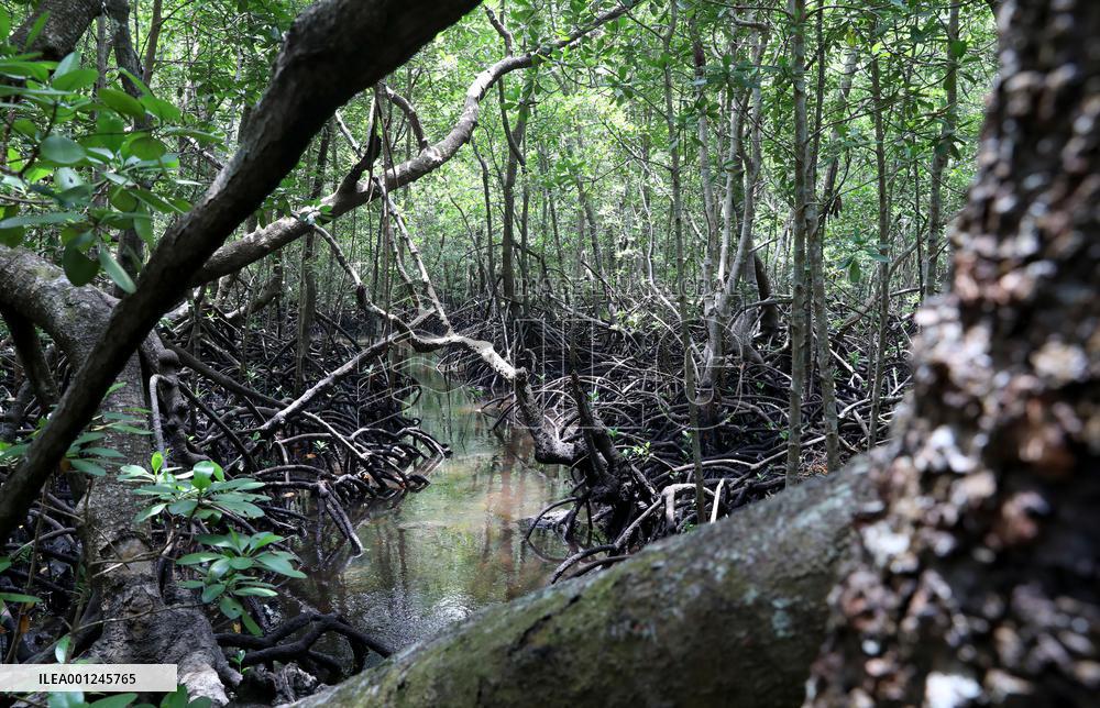 TANZANIA-ZANZIBAR-NATURE-MANGROVES