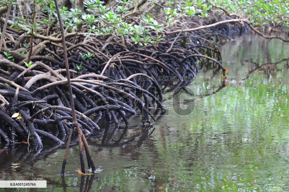 TANZANIA-ZANZIBAR-NATURE-MANGROVES