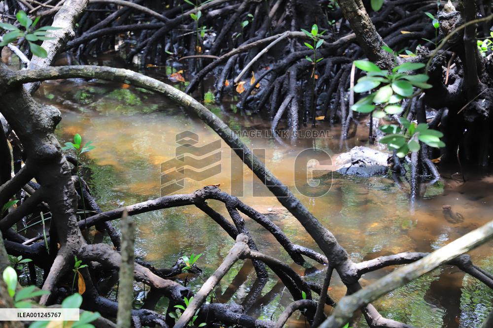 TANZANIA-ZANZIBAR-NATURE-MANGROVES