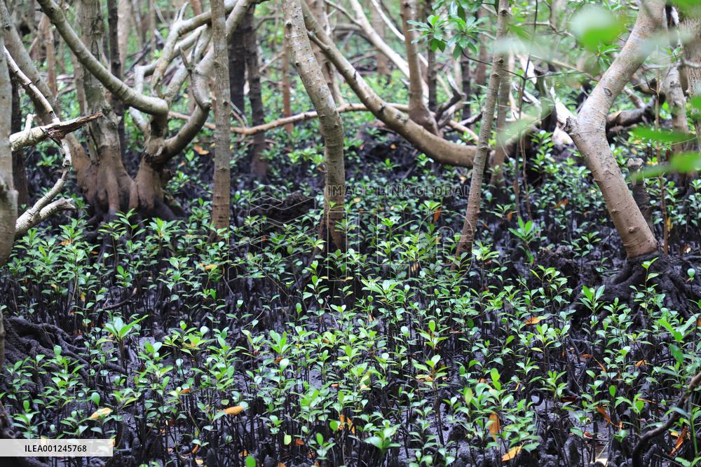 TANZANIA-ZANZIBAR-NATURE-MANGROVES
