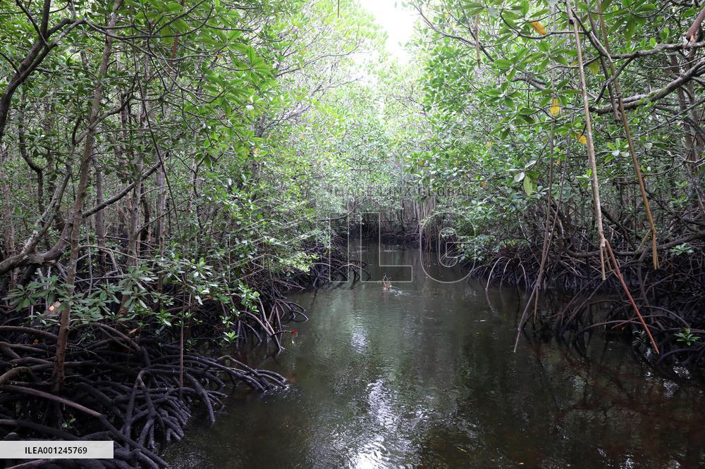 TANZANIA-ZANZIBAR-NATURE-MANGROVES