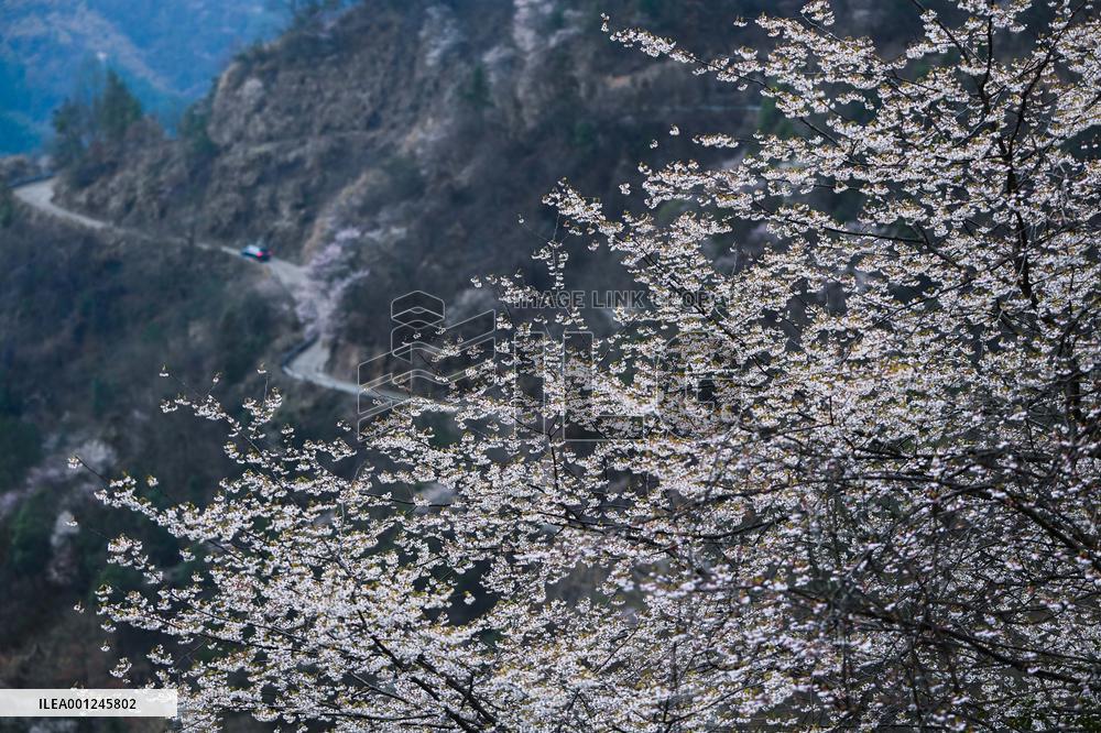 (ZhejiangPictorial)CHINA-ZHEJIANG-SPRING-SCENERY (CN)