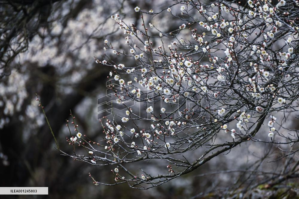 (ZhejiangPictorial)CHINA-ZHEJIANG-SPRING-SCENERY (CN)