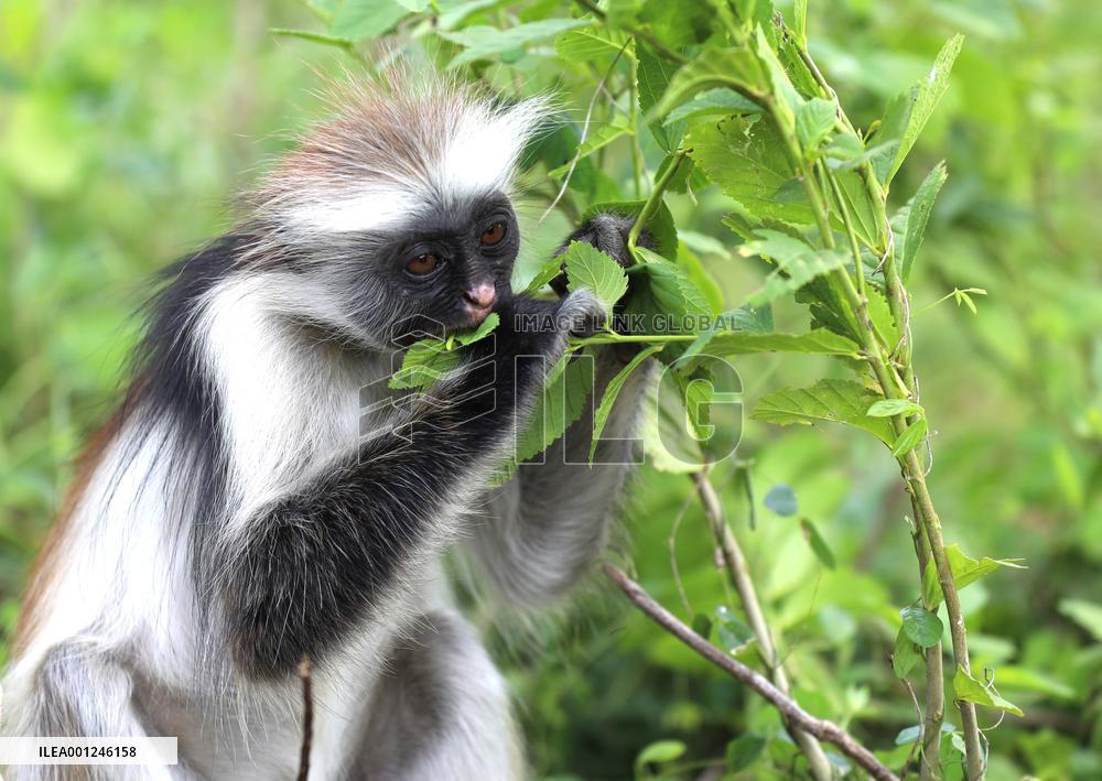 TANZANIA-ZANZIBAR-RED COLOBUS