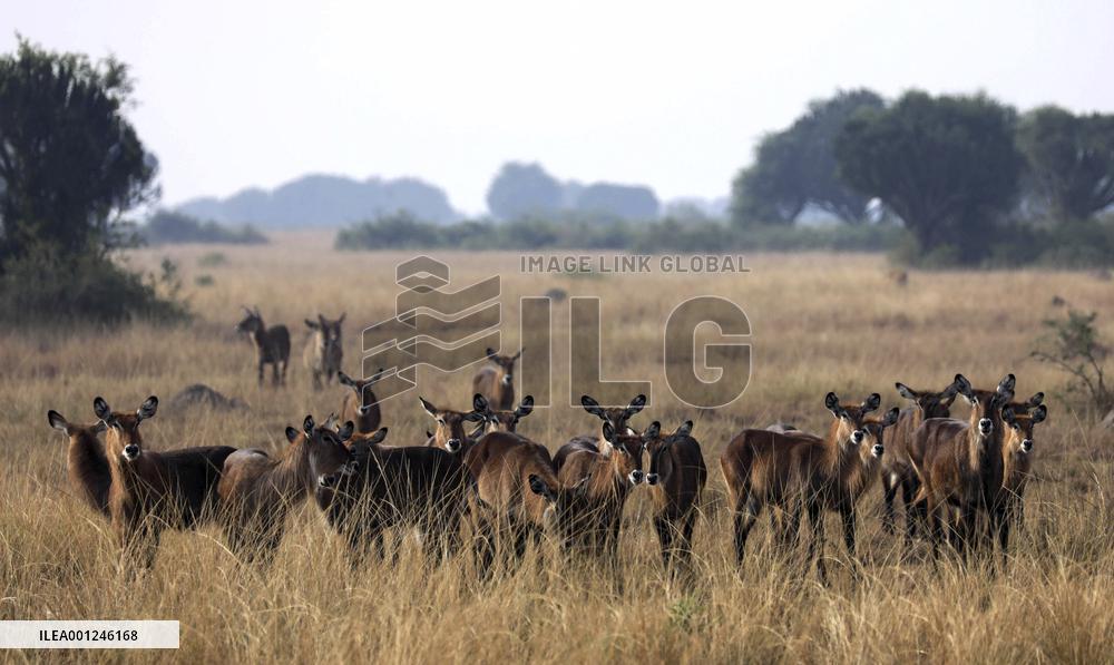 UGANDA-KASESE-QUEEN ELIZABETH NATIONAL PARK