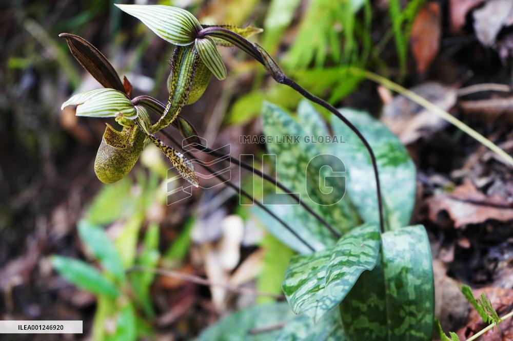 CHINA-YUNNAN-RARE PLANT-DISCOVERY (CN)