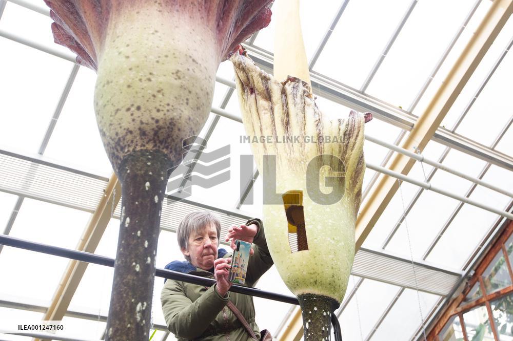 NETHERLANDS-LEIDEN-AMORPHOPHALLUS GIGAS-BLOSSOM