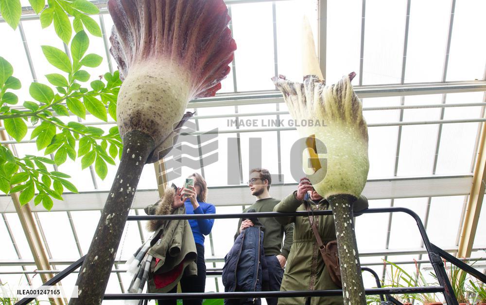 NETHERLANDS-LEIDEN-AMORPHOPHALLUS GIGAS-BLOSSOM