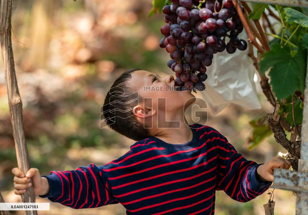 CHINA-YUNNAN-KUNMING-GRAPES-STUDY (CN)