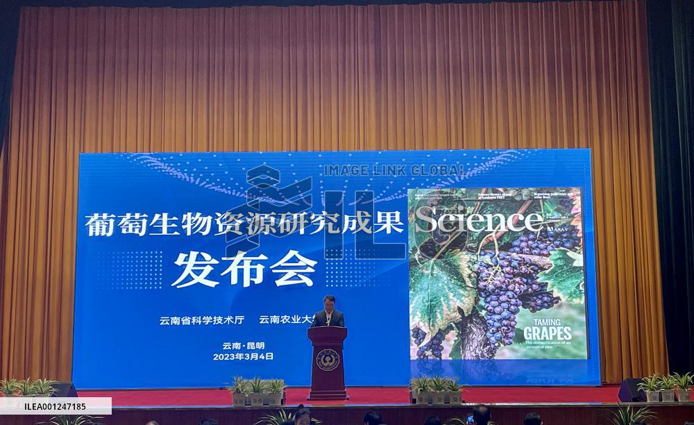 CHINA-YUNNAN-KUNMING-GRAPES-STUDY (CN)
