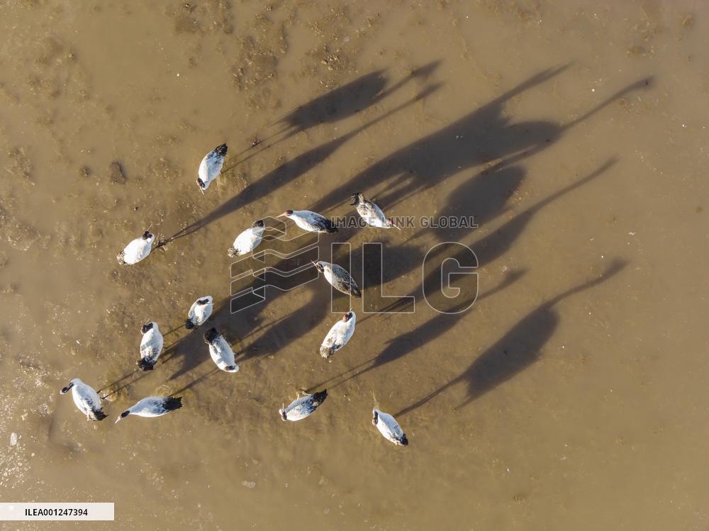 (InTibet)CHINA-TIBET-BLACK-NECKED CRANES-PROTECTION (CN)