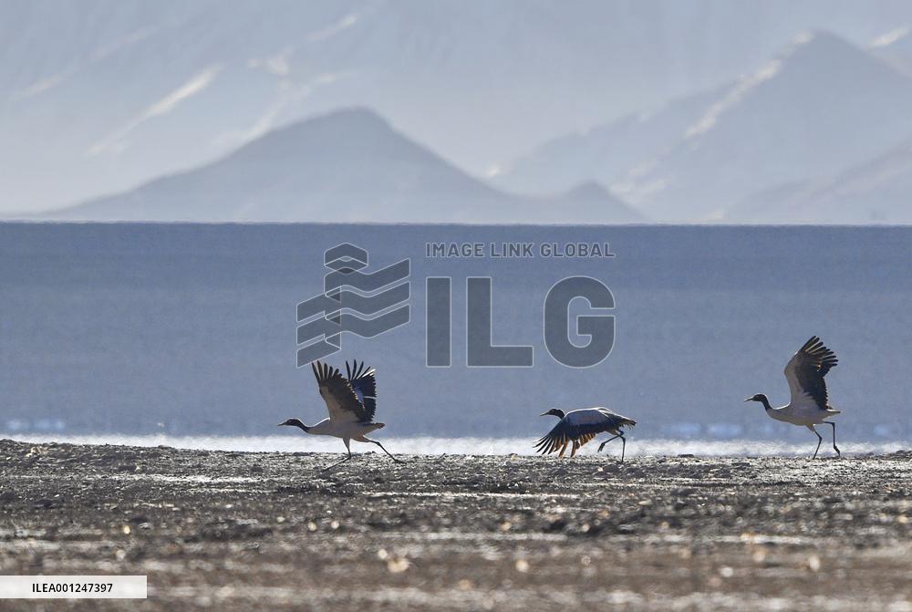 (InTibet)CHINA-TIBET-BLACK-NECKED CRANES-PROTECTION (CN)