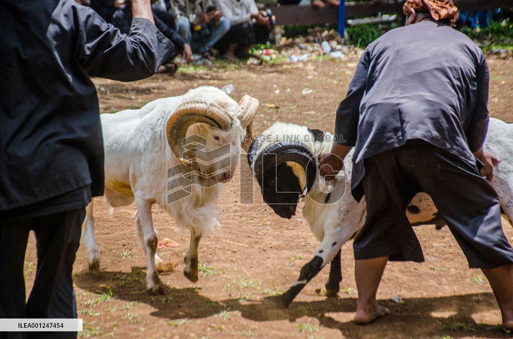 INDONESIA-BANDUNG-TRADITIONAL RAM FIGHTING
