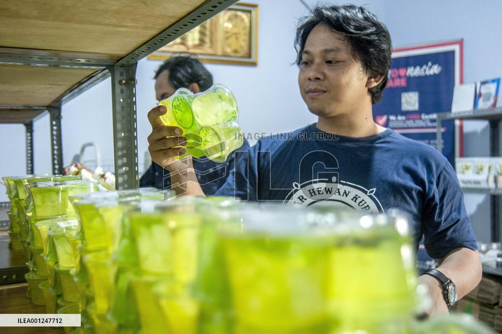 INDONESIA-YOGYAKARTA-ALOE VERA