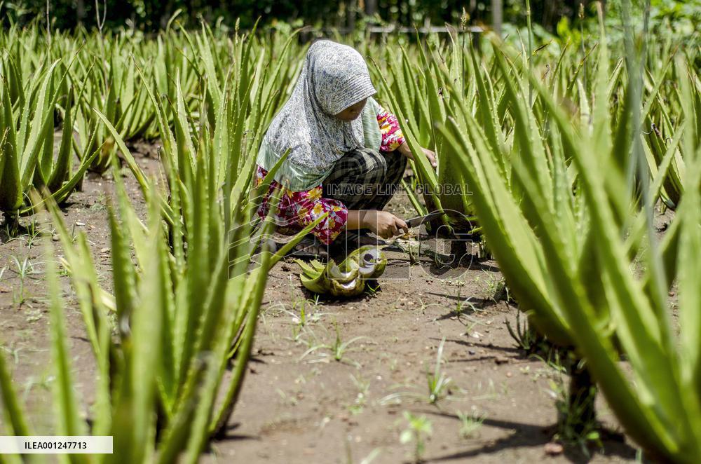INDONESIA-YOGYAKARTA-ALOE VERA