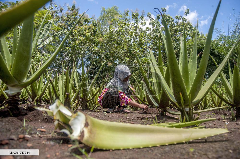 INDONESIA-YOGYAKARTA-ALOE VERA