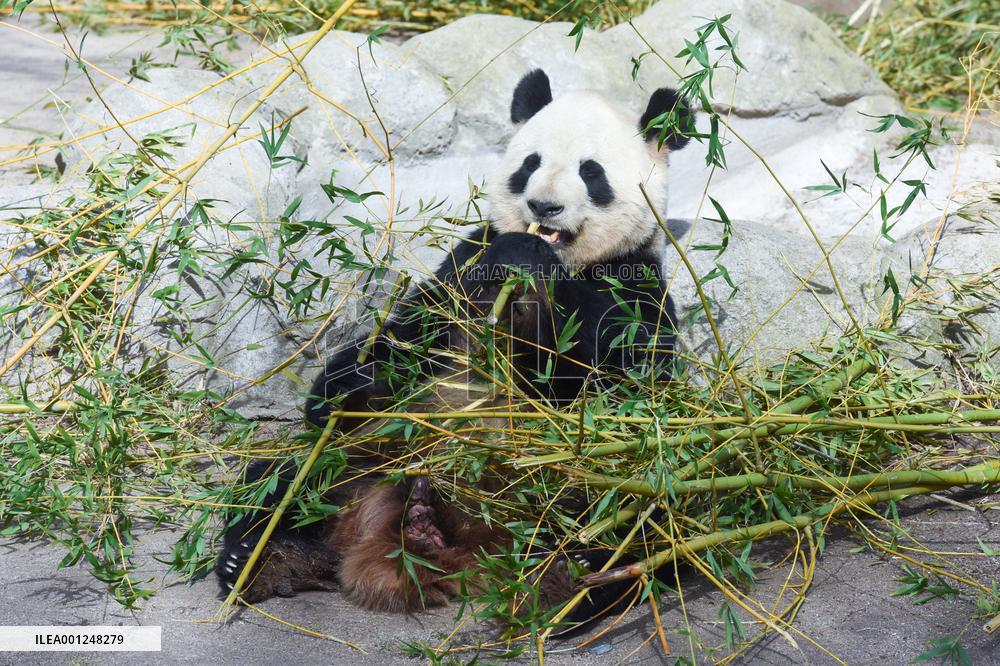 SPAIN-MADRID-CHINA-PANDA-BRIDGE OF FRIENDSHIP