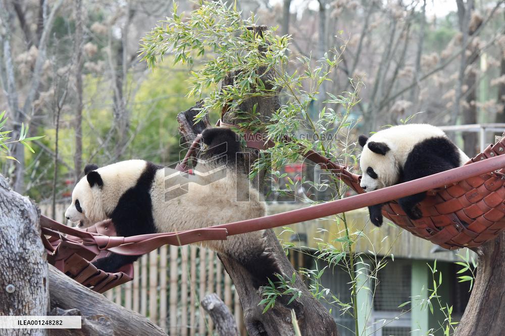SPAIN-MADRID-CHINA-PANDA-BRIDGE OF FRIENDSHIP