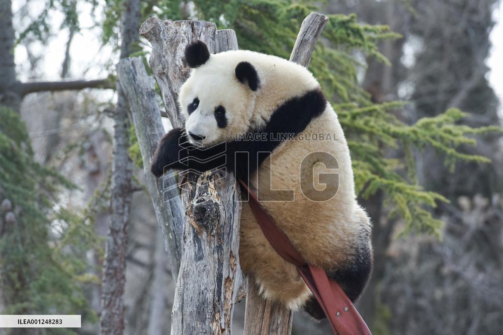 SPAIN-MADRID-CHINA-PANDA-BRIDGE OF FRIENDSHIP