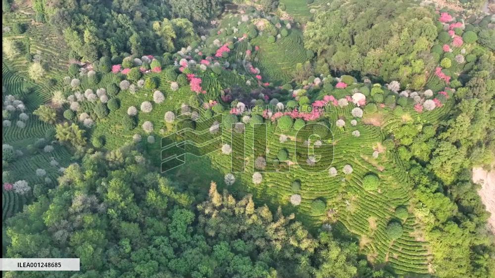 Peach blossoms in tea mountains in S China