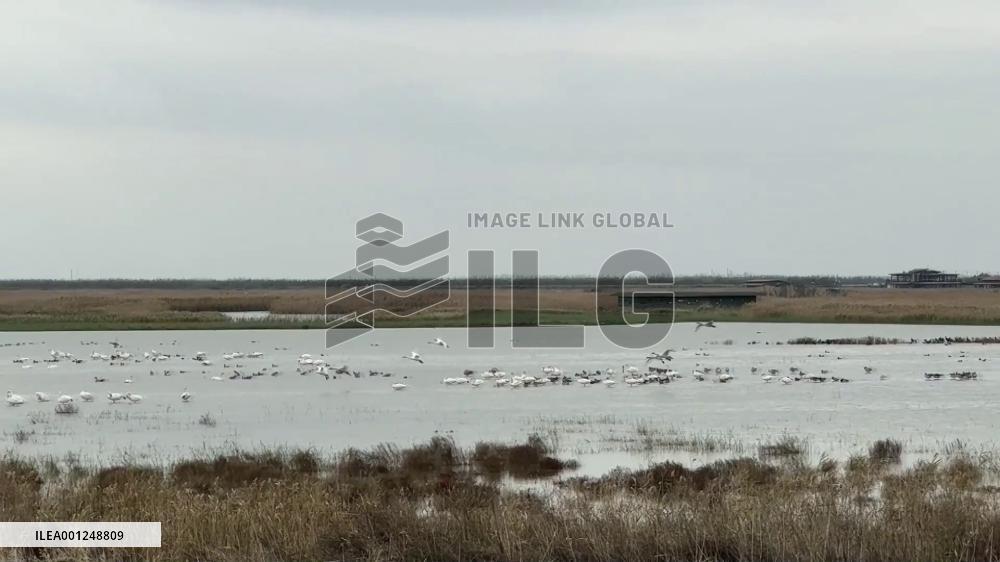 A glimpse of Chongming Dongtan Nature Reserve in Shanghai