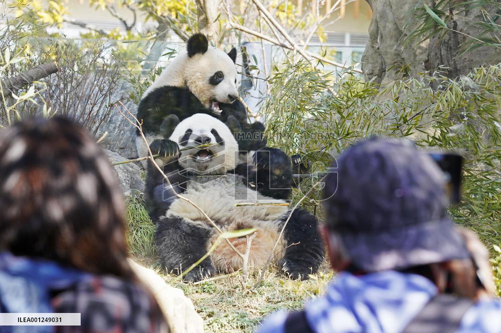 Twin giant pandas at Ueno zoo