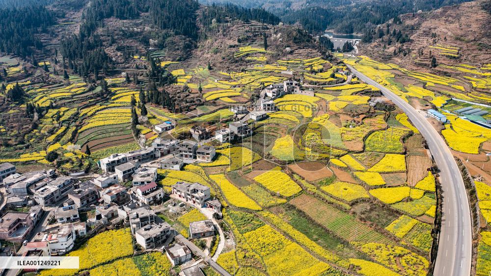 CHINA-GUIZHOU-LIUPANSHUI-COLE FLOWERS-SCENERY (CN)