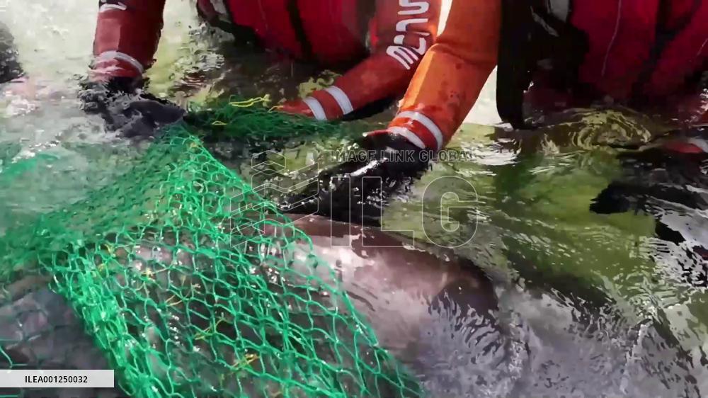 Rescued dolphin released into sea in south China's Hainan