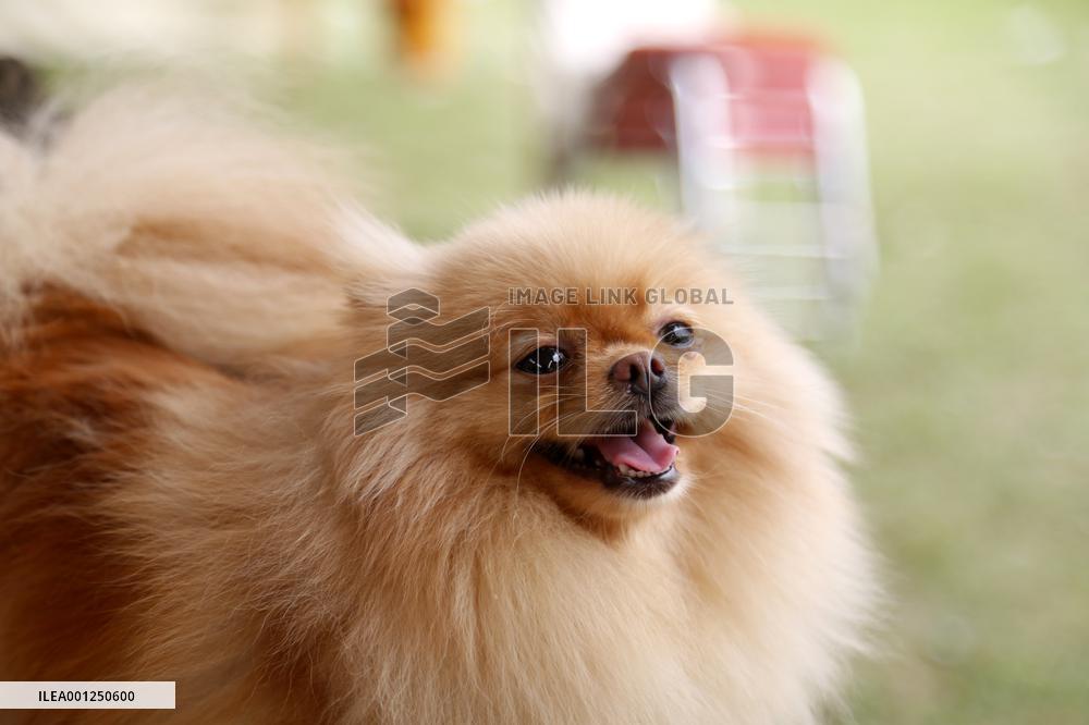 PAKISTAN-ISLAMABAD-DOG SHOW