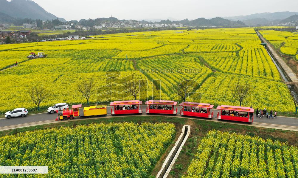 CHINA-GUIZHOU-COLE FLOWERS (CN)