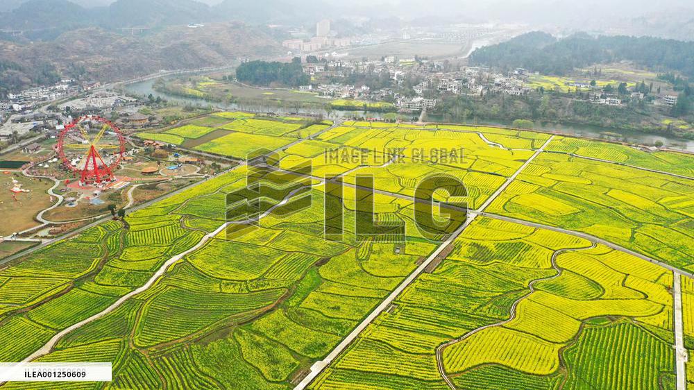 CHINA-GUIZHOU-COLE FLOWERS (CN)