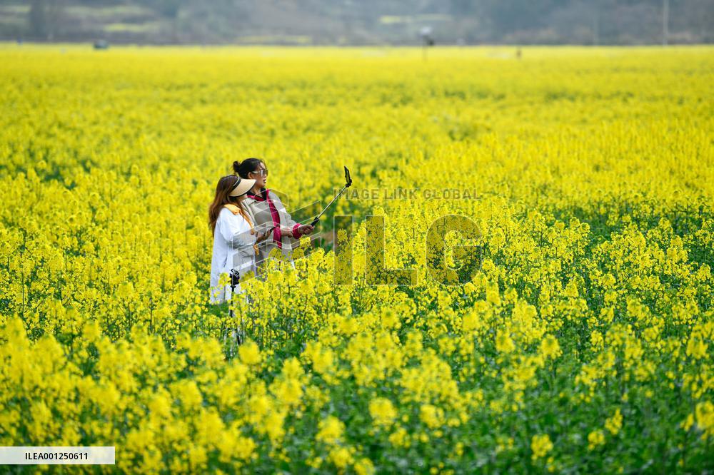 CHINA-GUIZHOU-COLE FLOWERS (CN)