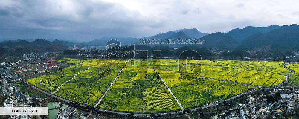 CHINA-GUIZHOU-COLE FLOWERS (CN)