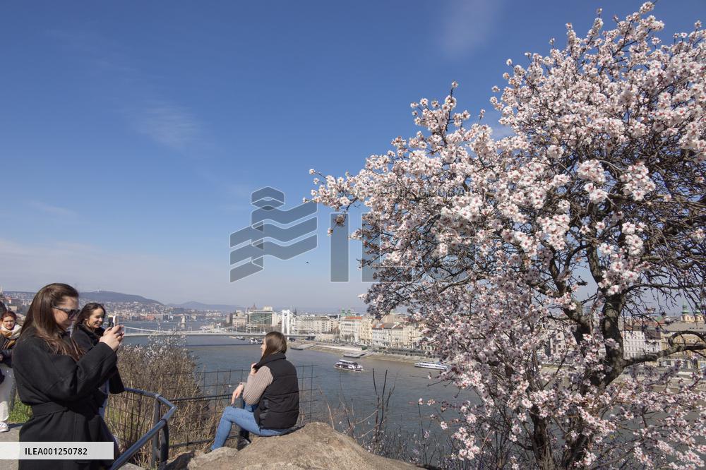 HUNGARY-BUDAPEST-ALMOND FLOWERS