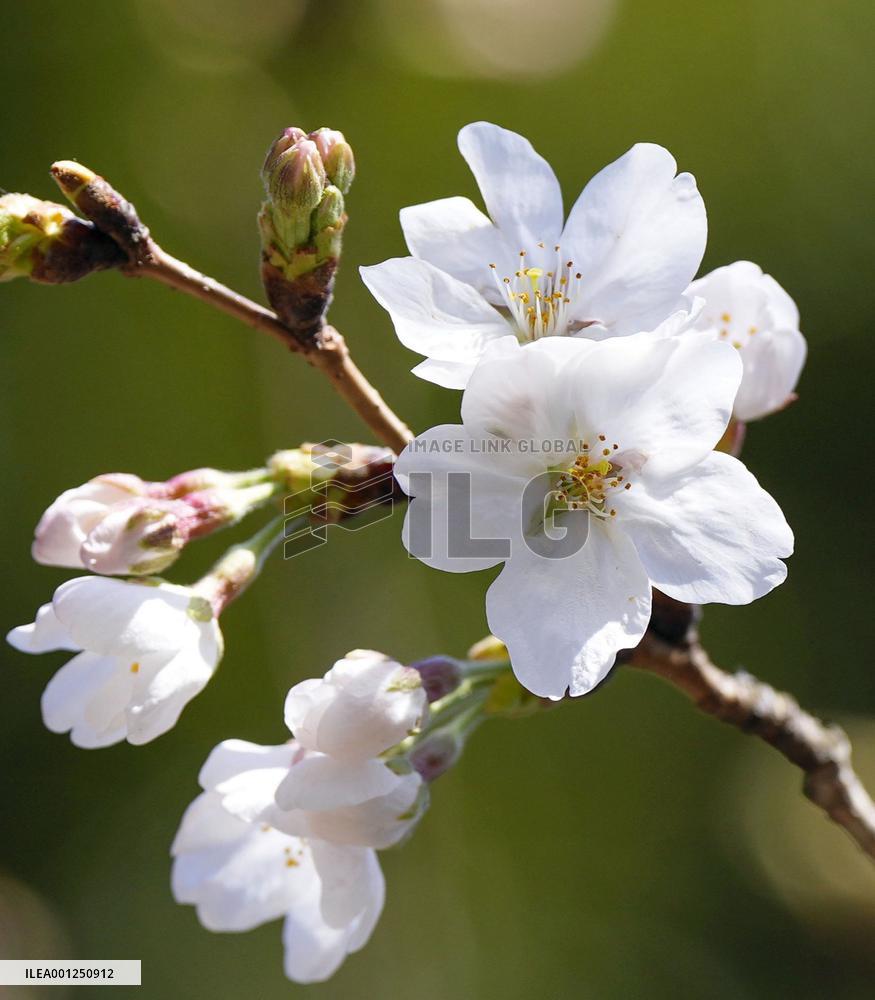 Tokyo cherry blossoms bloom early