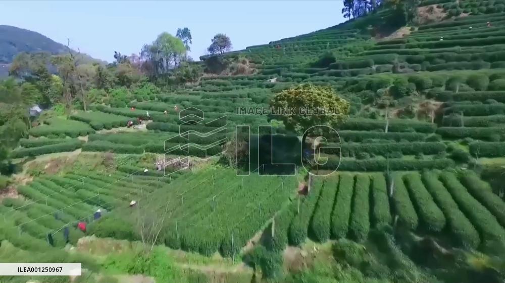 Harvest of renowned Longjing tea begins in east China