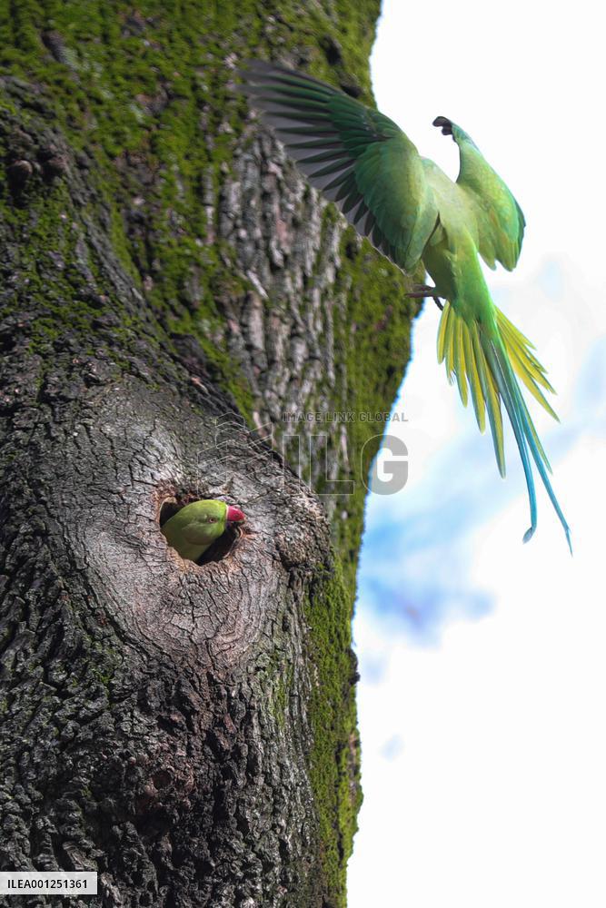 BELGIUM-BRUSSELS-ENVIRONMENT