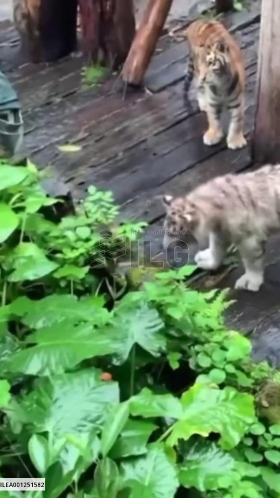 Tiger cubs watch keeper retrieve visitor's cellphone at zoo