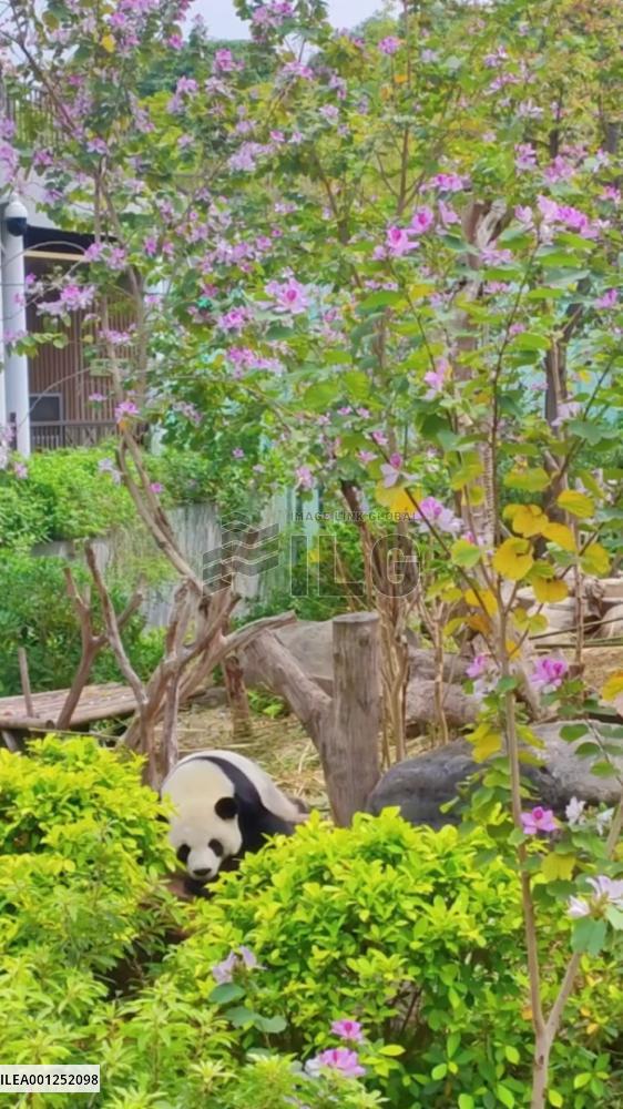 Giant panda Jimei enjoys warm spring