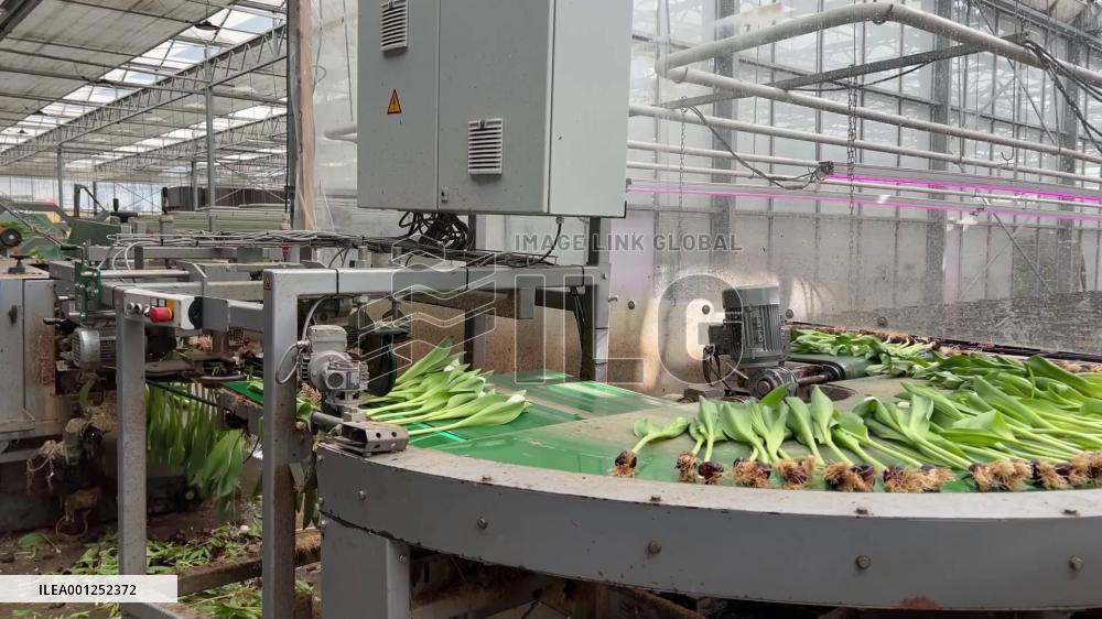 Dutch gear up for colorful, productive tulip season