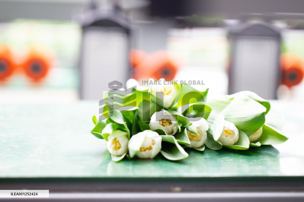 NETHERLANDS-SPIERDIJK-TULIP