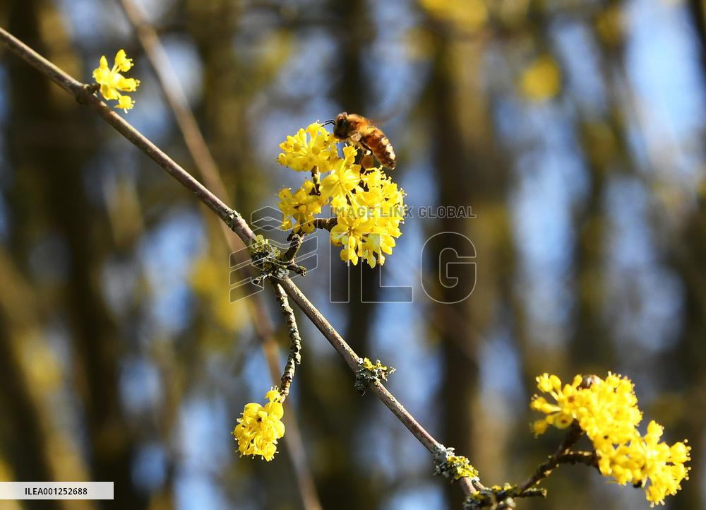 GERMANY-BERLIN-SPRING