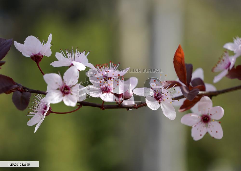 ITALY-ROME-SPRING