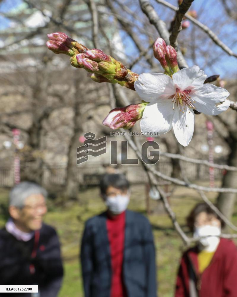 Osaka sample cherry tree blooms